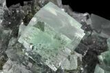 Fluorescent, Green, Cubic Fluorite Crystals (New Find) - China #93657-3